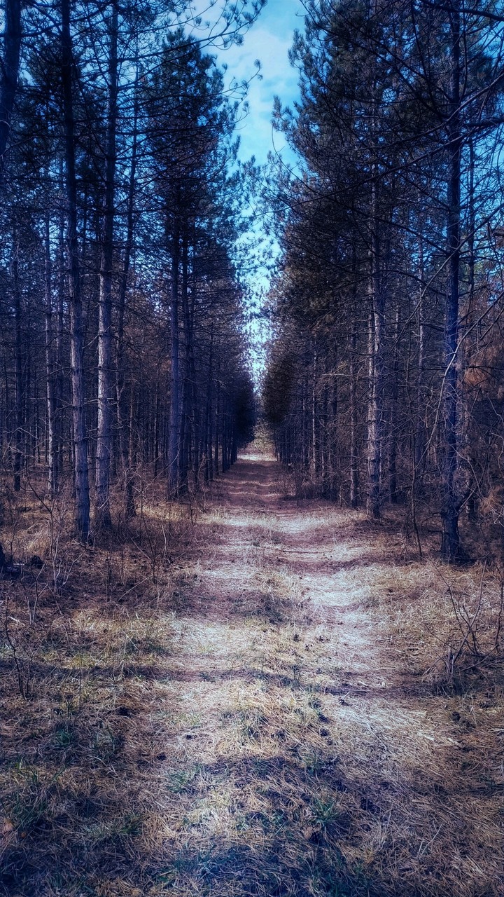 forest