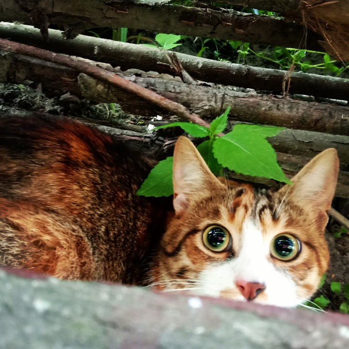 #кот♥️