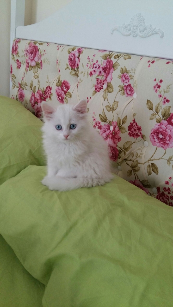 Angora cat