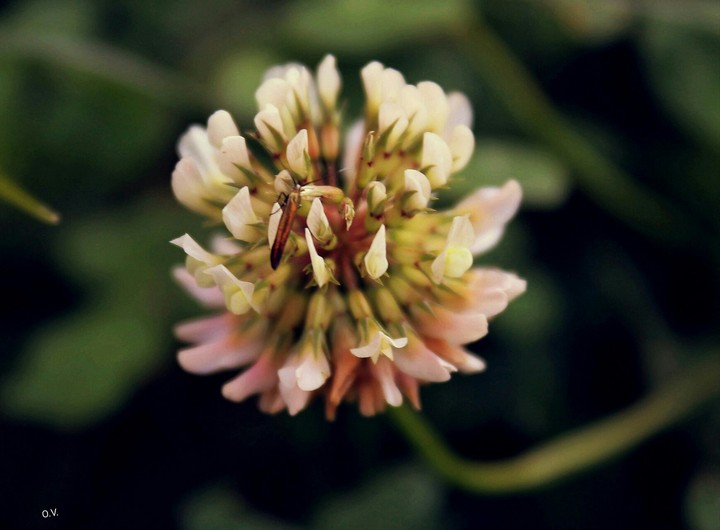 Gomphrena