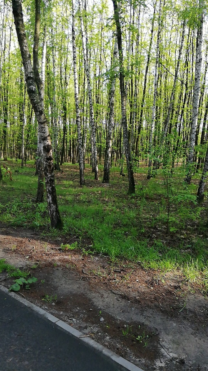 роща в сосновом лесу