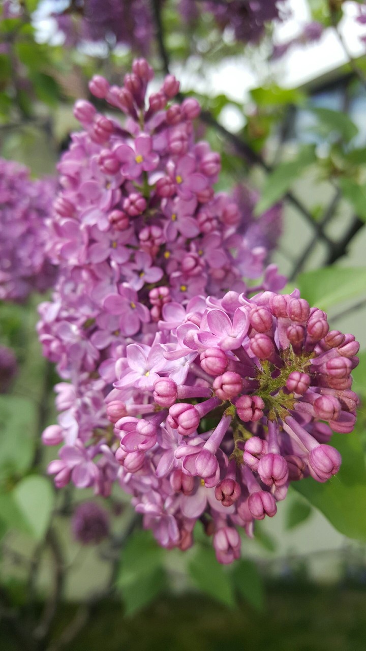 Lilac Flower