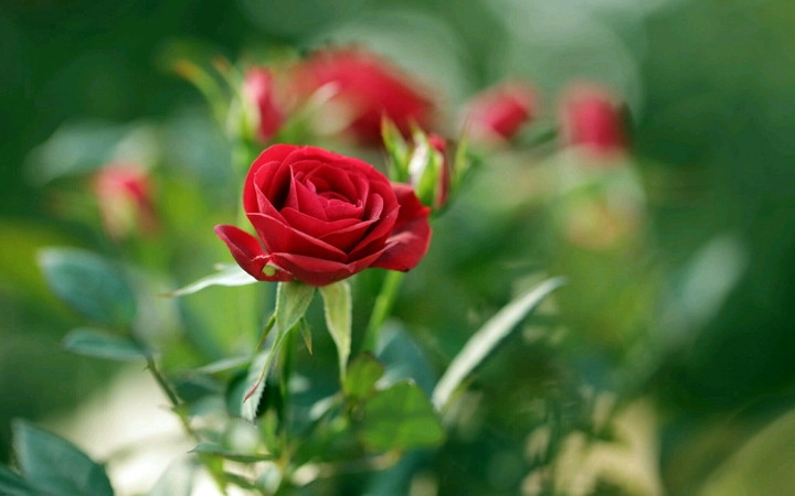 Red Rose