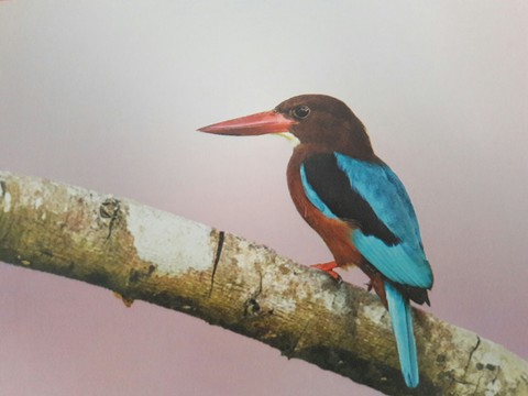 Bird in nepal