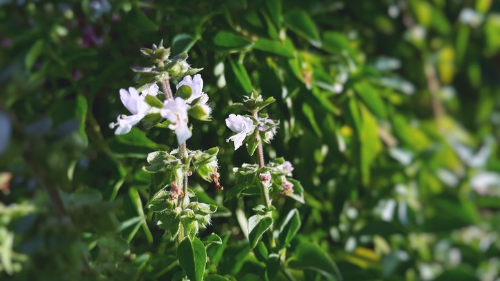 little flowers