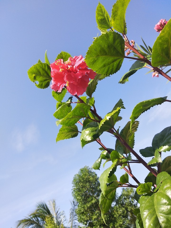 sembaruthi