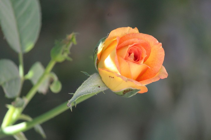 rose