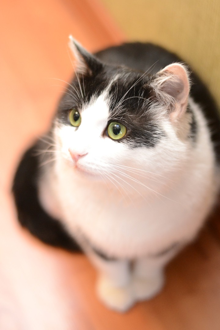 cat