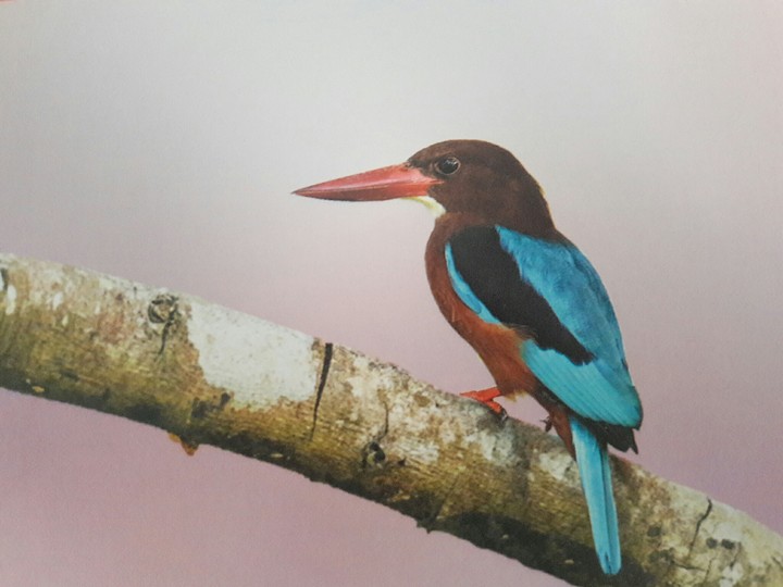 Bird in nepal