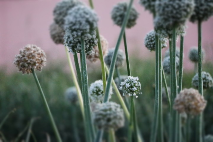 onion