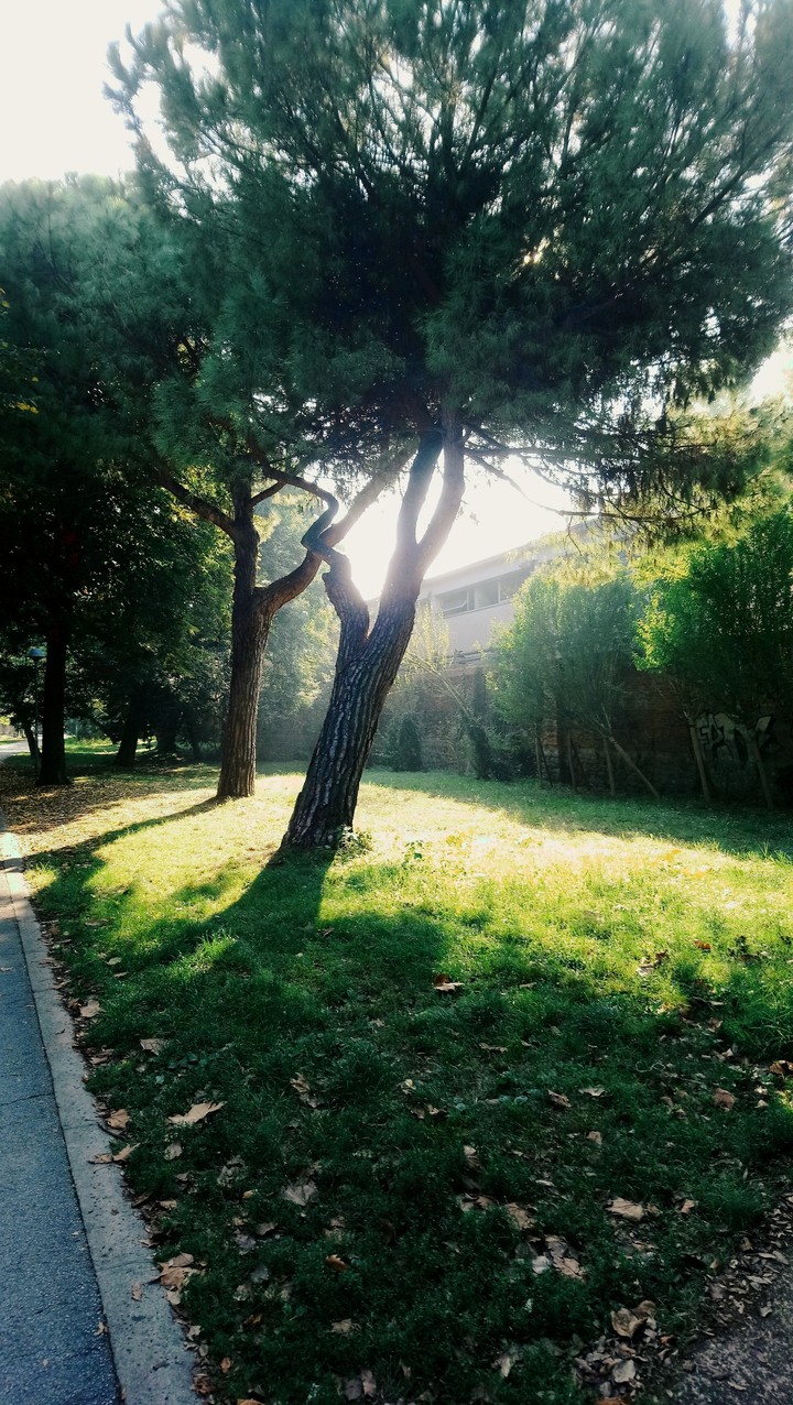 Sunlight