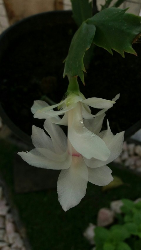 Flor de maio