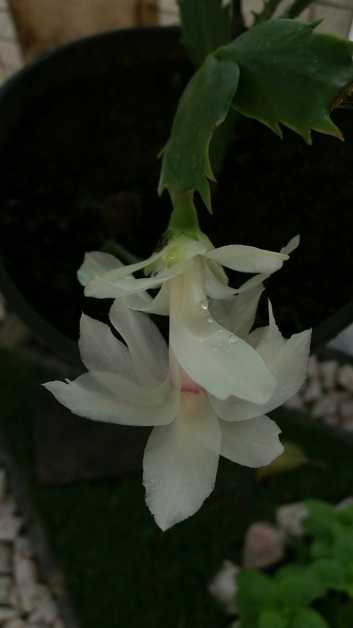 Flor de maio