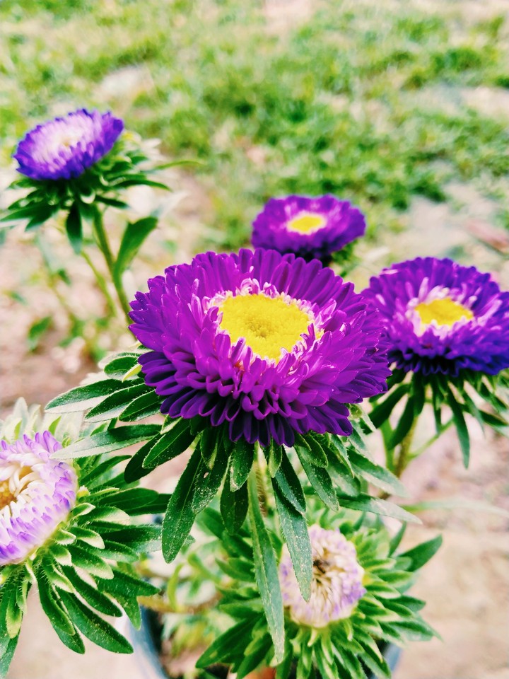 Flowers