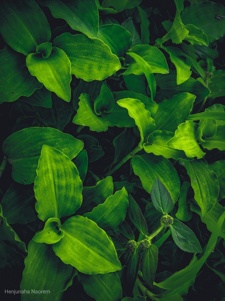 Greens by Crematorium