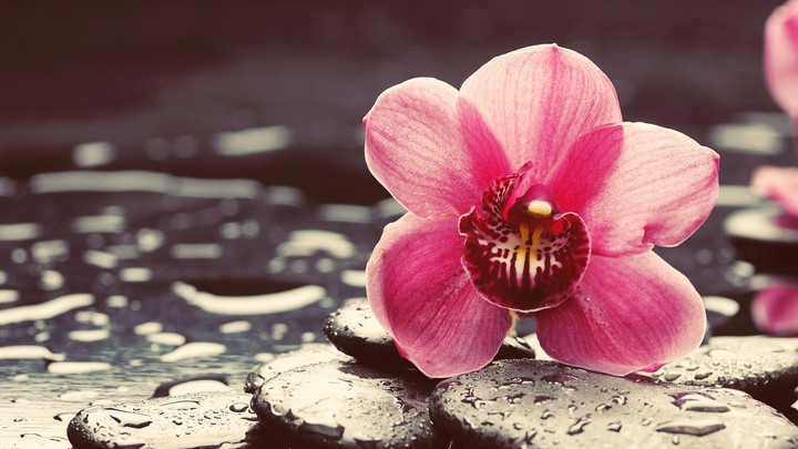 beautiful flowers