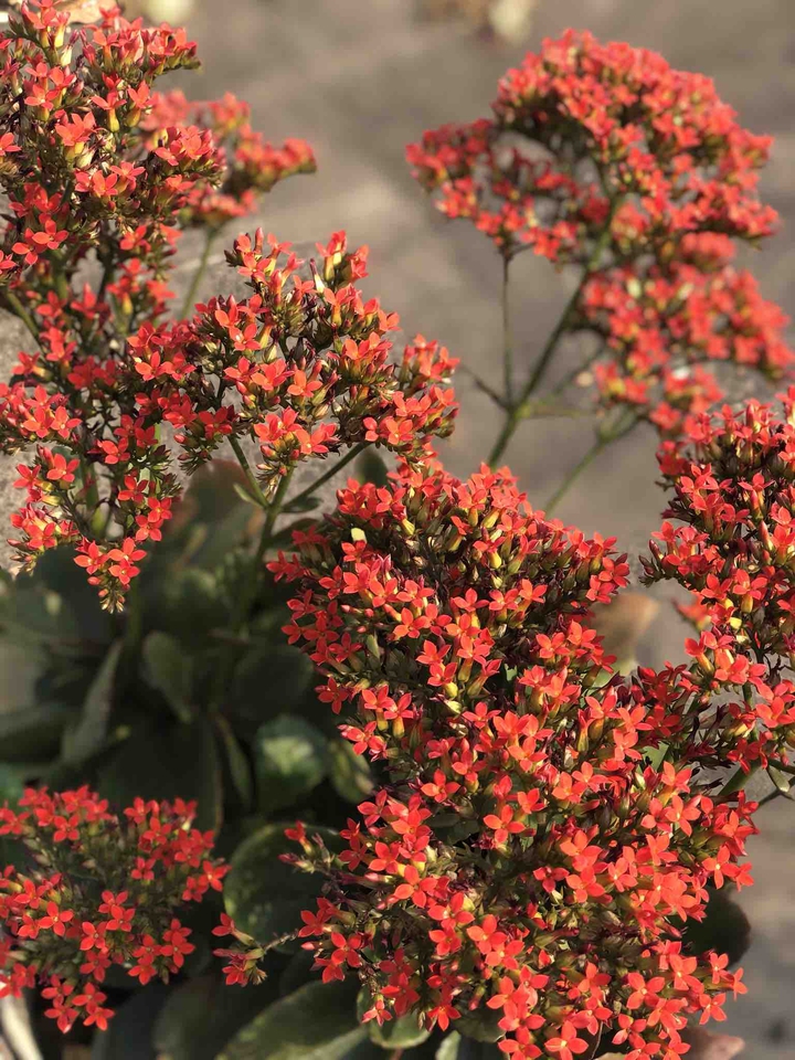 Orange Flowers