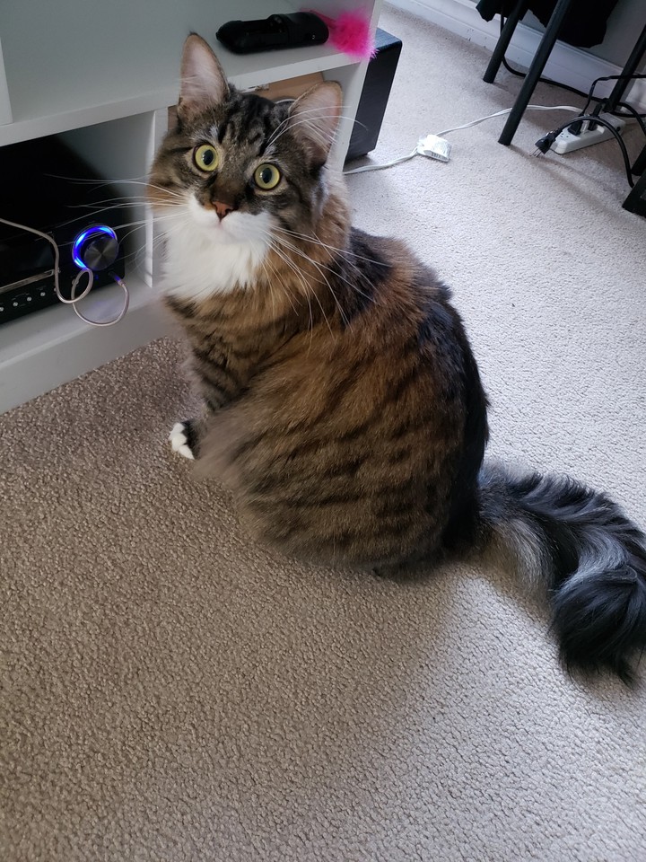 my cat Winston