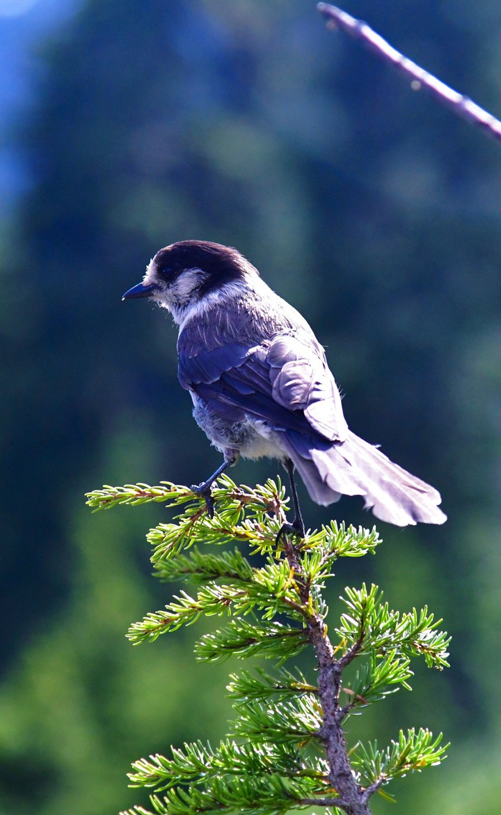 Mountain Bird