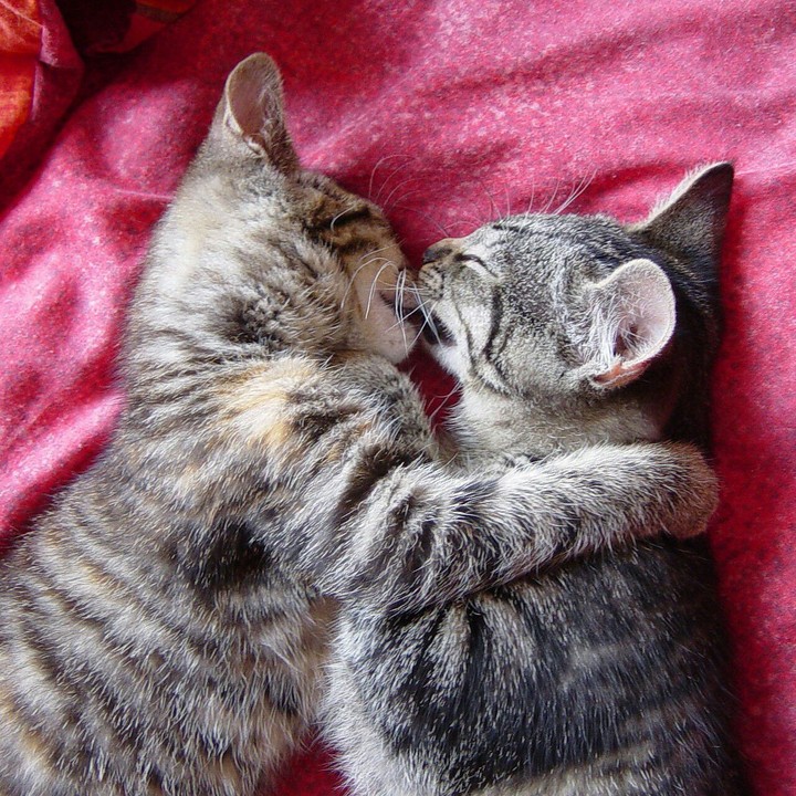 cutie pies