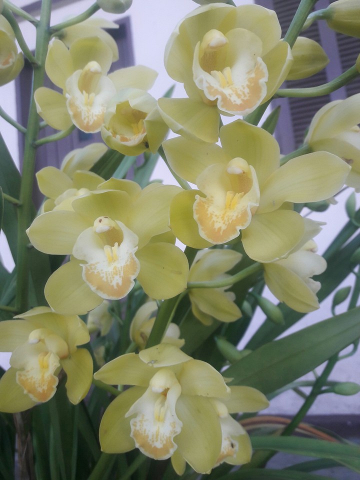 orquídea
