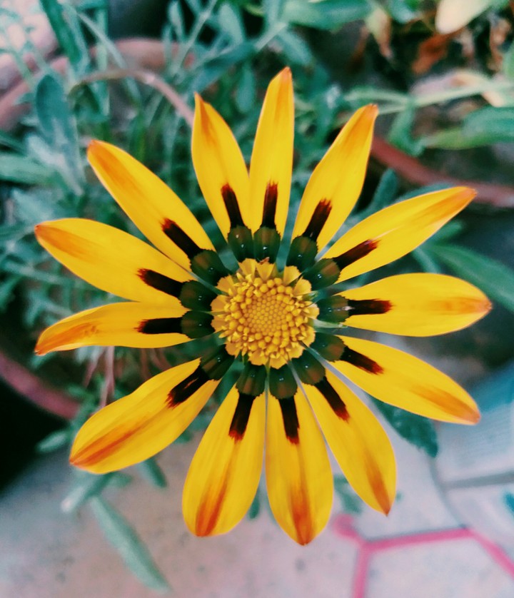 yellow flower