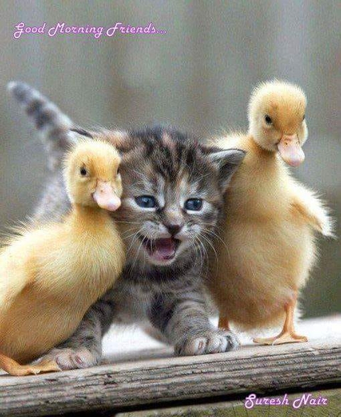 duck, whiskers duvar kağıtları