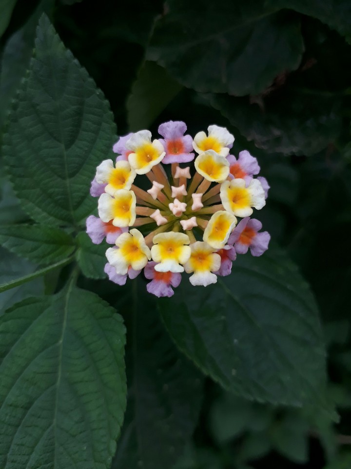flower flowers and flowers