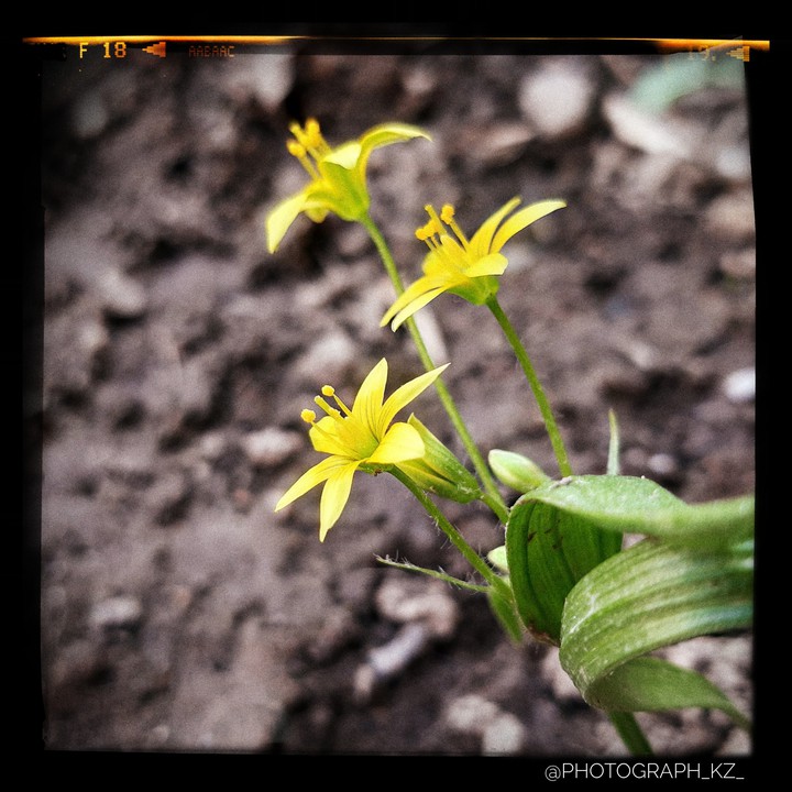 flower