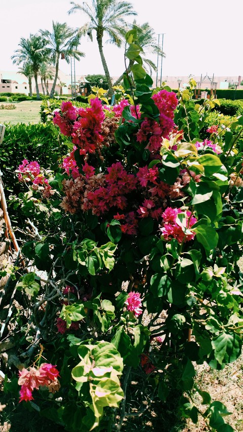 flowers