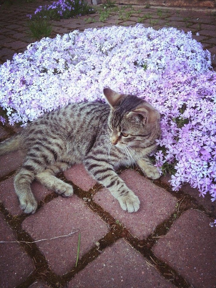 My cat Heniu