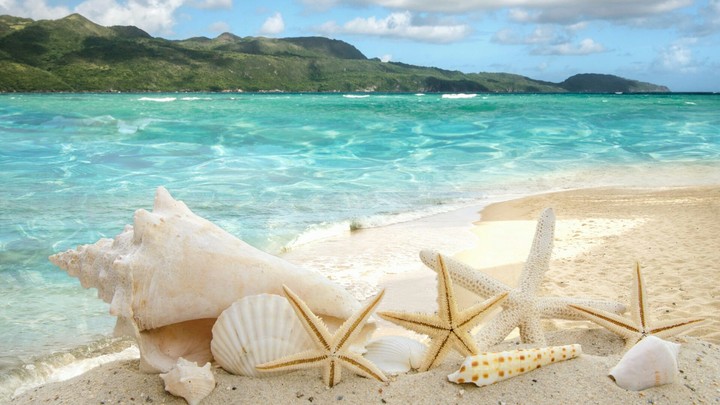 Shells on the beach