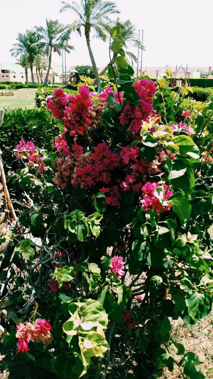 flowers