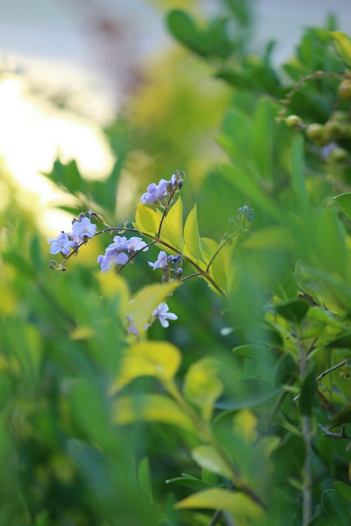 Flowers.