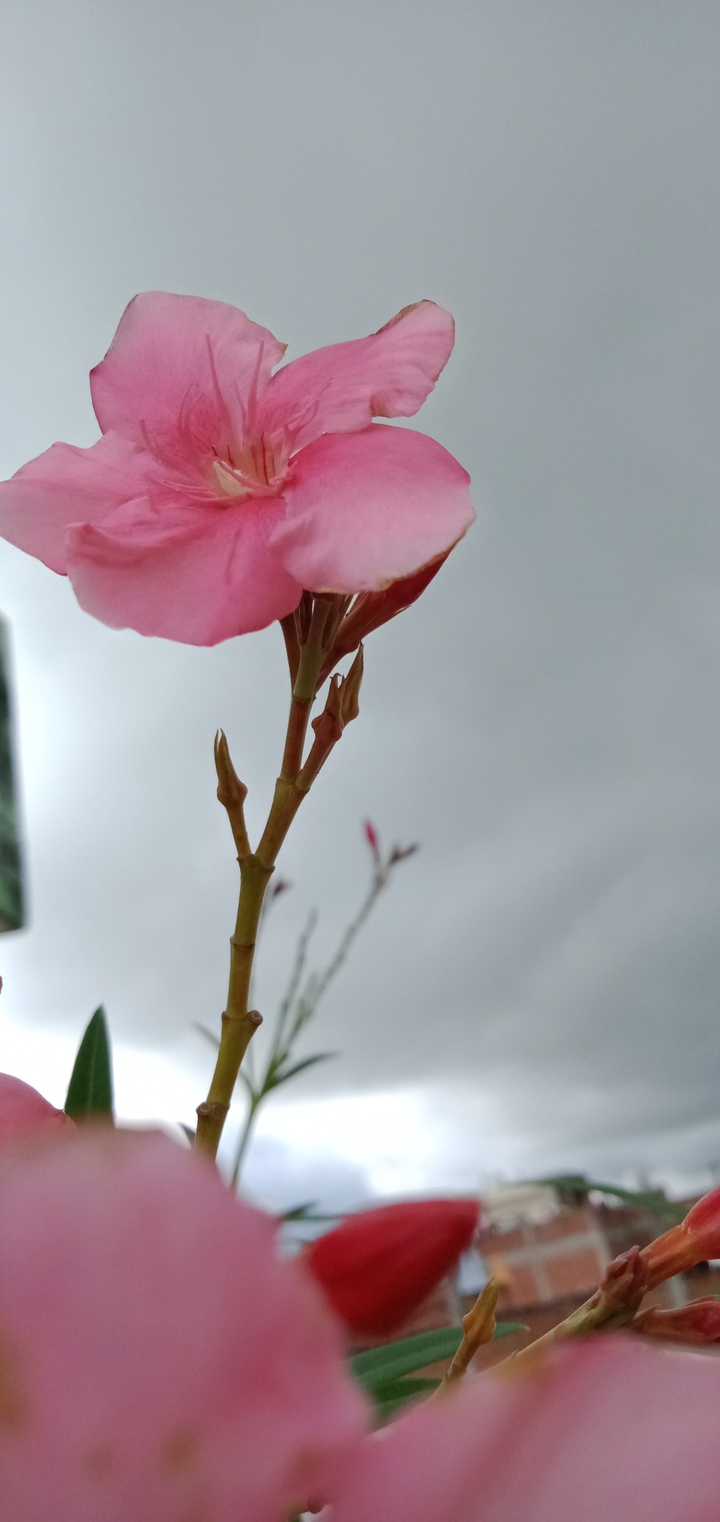 flower in storm