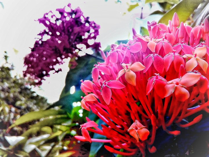 Flower
