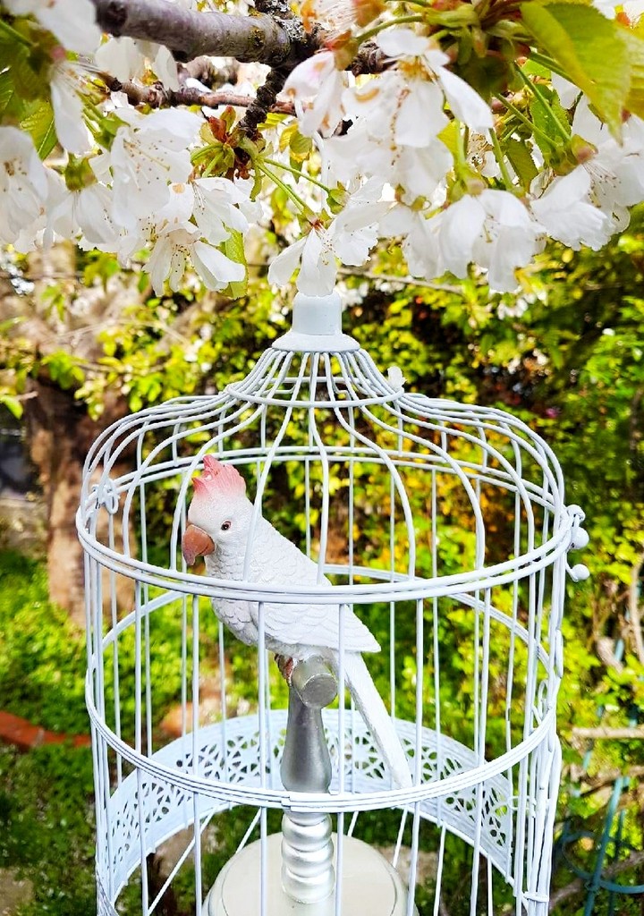 parrot
