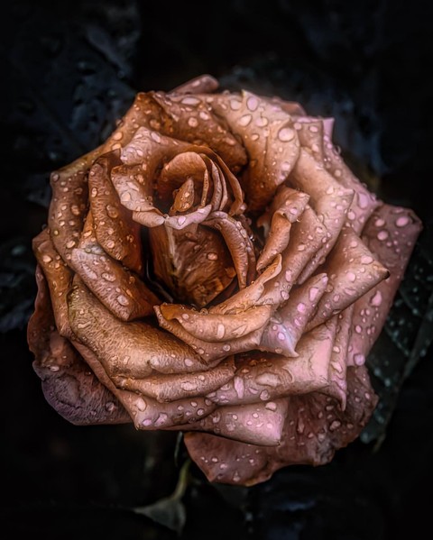 dew