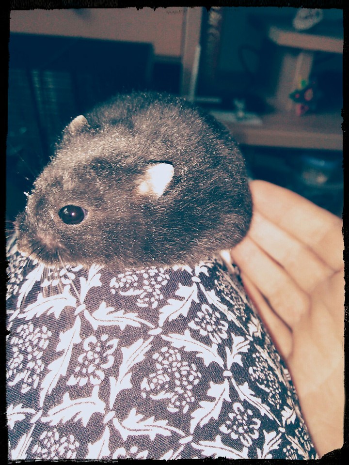 Lovely hamster <3