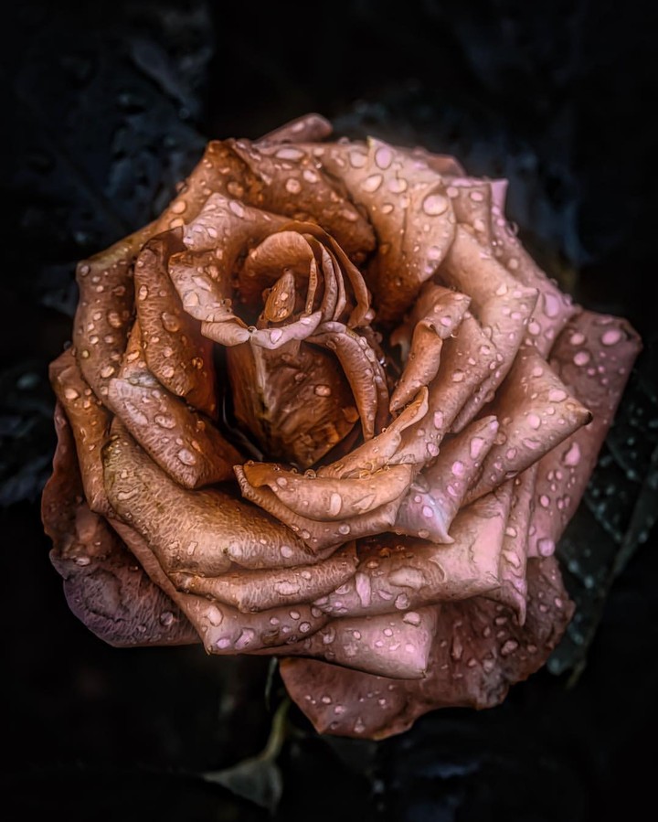 dew
