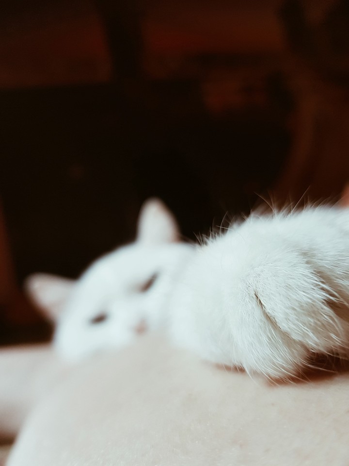 cat power