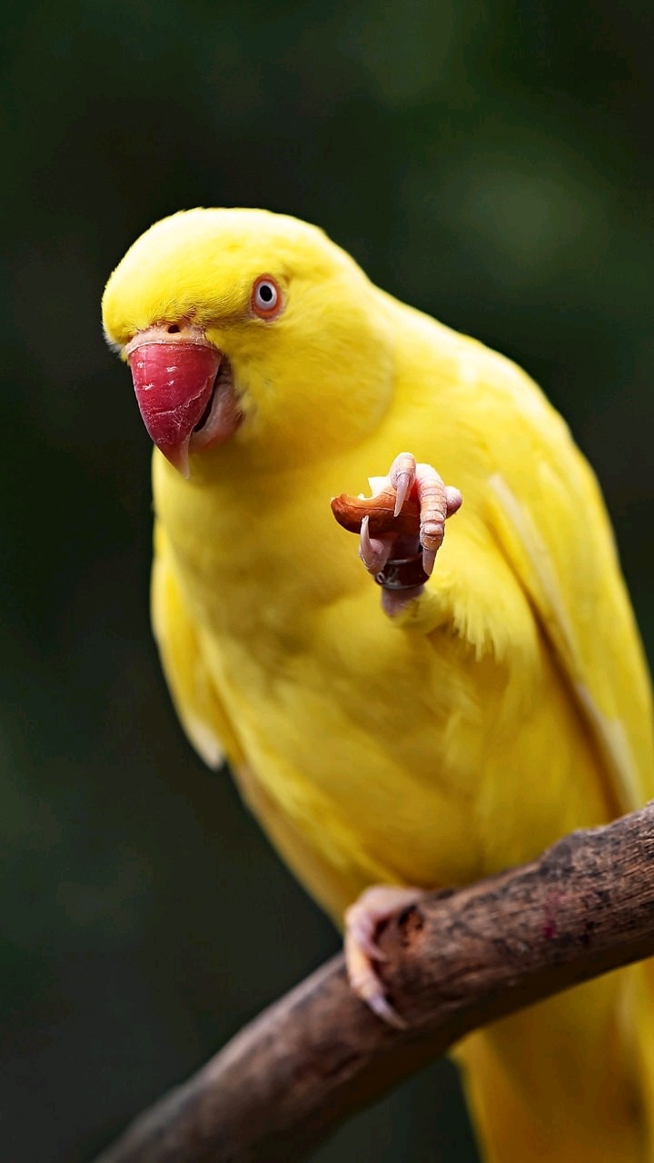 Bel oiseau