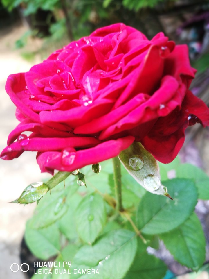 Rose