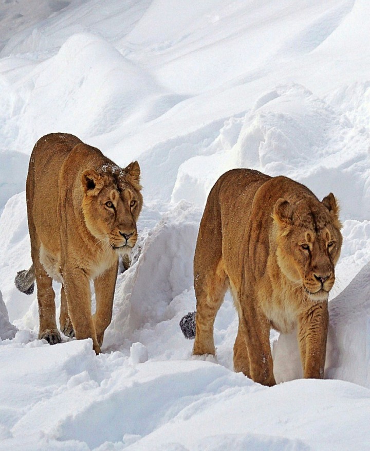 A Couple of Lioness in the Snow