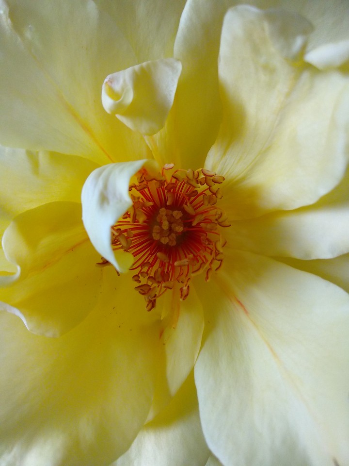 Rosenblüte