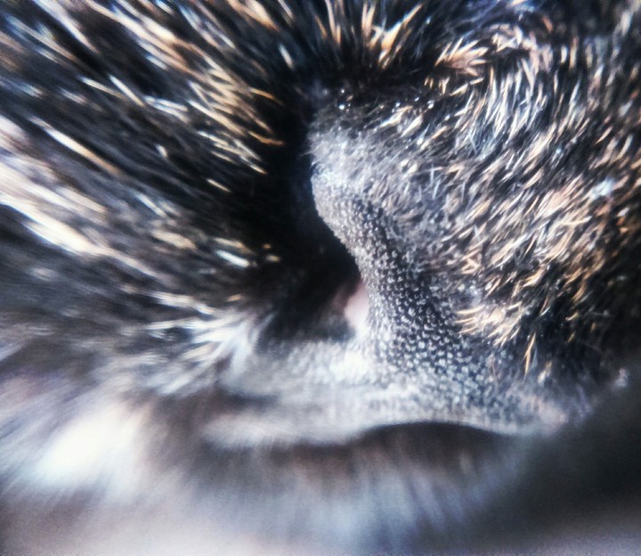 my cat nose 