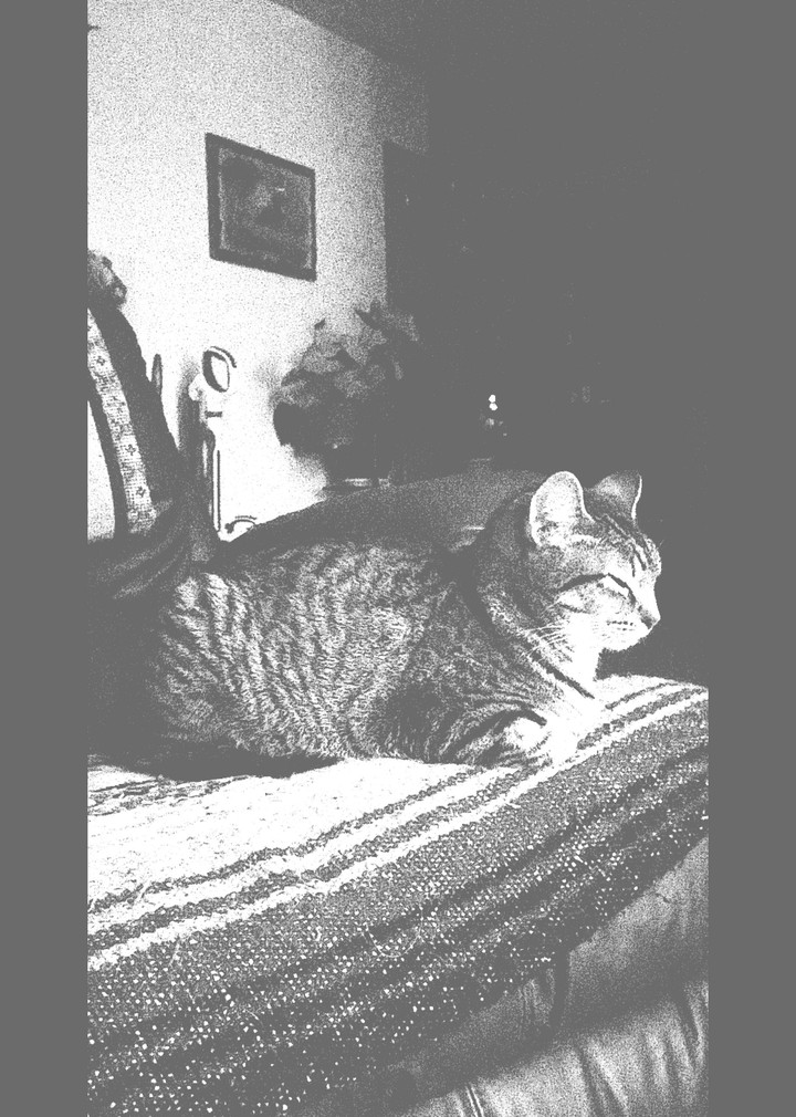 Scribbles the Kitty