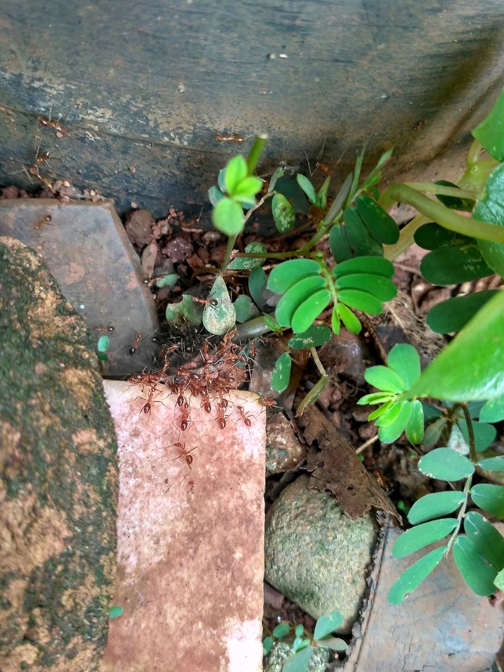ants