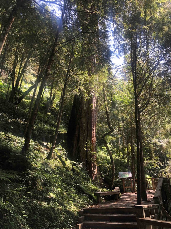 Sacred tree