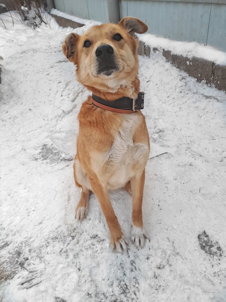 dog